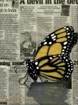Butterfly On My Newspaper