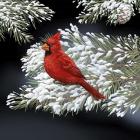 Night Cardinal