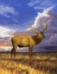 Elk at Sunset