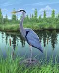 Marsh Heron