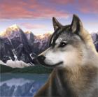 Rockies Wolf