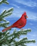 Winter Cardinal