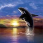 Orca Sunrise