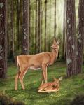 Doe and Fawn