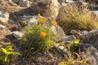 Bloomin Poppies