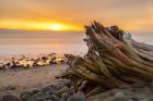 Driftwood Sunset