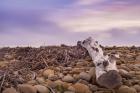 Driftwood View