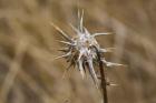 Island Thistle