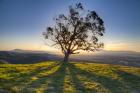 Tree Shadows