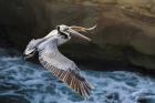 Pelican Flight