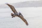 Pelican Spread