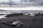 Black Sand Honu