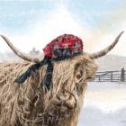 Highland Cow 2