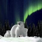 Polar Family 2