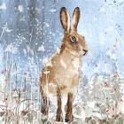 Winter Hare