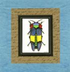 Bugs I