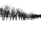 Row of trees in snow