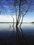 Tree Petrie Island