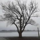 Tree In Fog II
