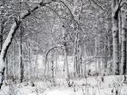 Trees In Snow