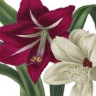 Christmas Amaryllis I