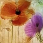 Penchant For Poppies II