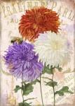 Chrysanthemums