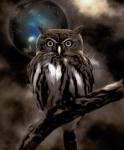 Night Owl