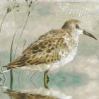 Sand Piper I