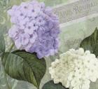 Hortensia 1