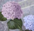 Hortensia 2