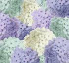 Hortensia Groundless Cool Tones