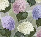 Hortensia Soft Green