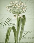 Allium I