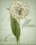 Allium II