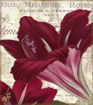 Amaryllis