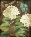 Alabaster Hydrangea