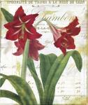 Peppermint Amaryllis