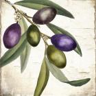 Olive Branch I