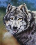 Grey Wolf