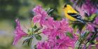 Goldfinch In Azaleas