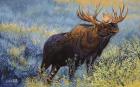 Yellowstone Moose