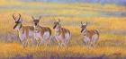 Pronghorn