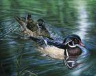 Wood Ducks