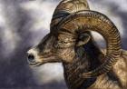 Desert Bighorn Sheep