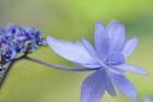 Blue Hydrangea