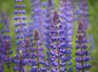 Blue Lupine Flowers