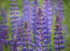 Blue Lupine Flowers