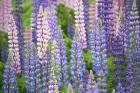 Blue Pink Lupine Field