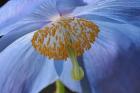 Blue Poppy